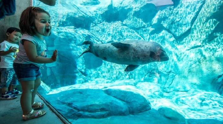 Children view harbour seal at Assiniboine Park zoo in an undated photo from the zoo’s Facebook page