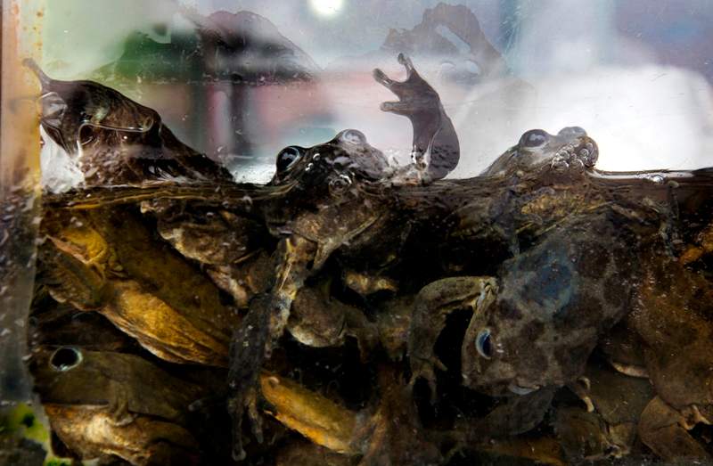 Frogs are crowded into a fishbowl at a juice stand in Lima, Peru, Monday, Nov. 17, 2014. 
