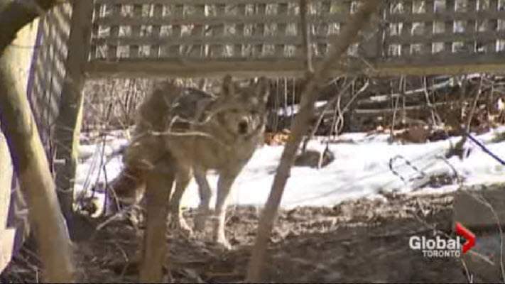 Ontario investigating unexplained coyote deaths in London area - image