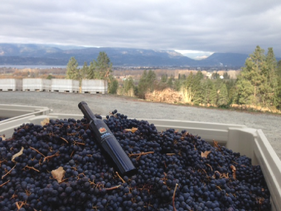 Second Earliest Okanagan Icewine Harvest - image