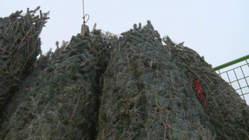 Christmas trees.