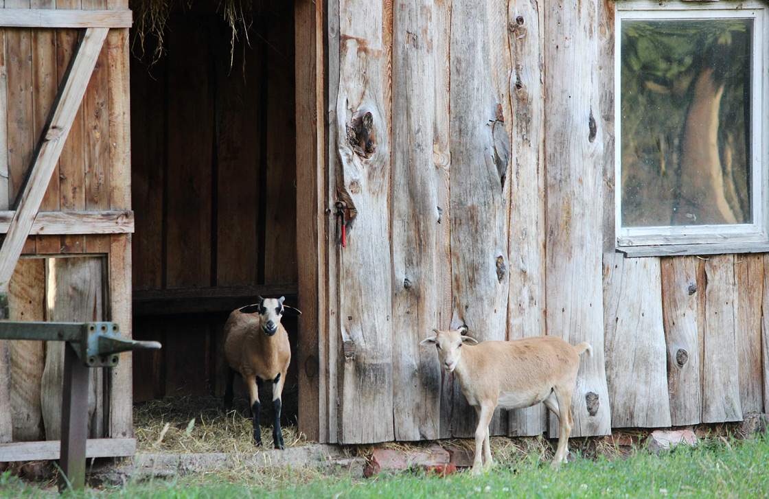 Goats in front of a barn in Kerkwitz, Germany