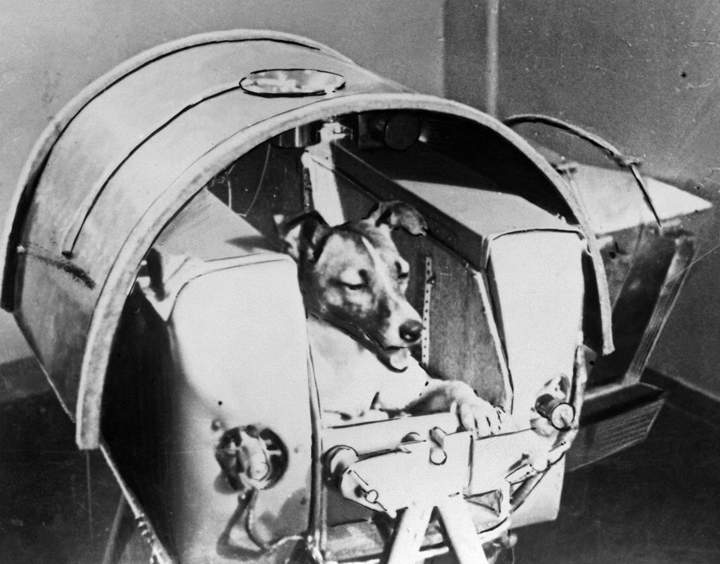 Laika.