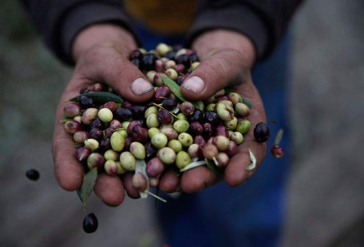 A heatwave in 2012 wiped out 80 per of the crops in Spain, sending the price of olive-oil products up by 30 per cent.