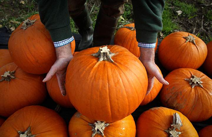 Farmer Mick Smales inspects a pumpkin that has grown on his farm and is waiting to be picked and dispatched in a field at Lyburn Farm in Landford on October 22, 2014 in Wiltshire, England.