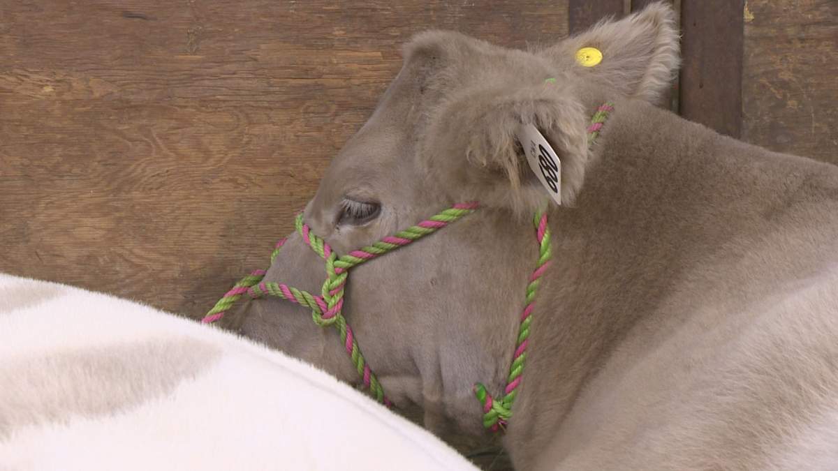 Agribition dubbed a success thanks in part to new event - image