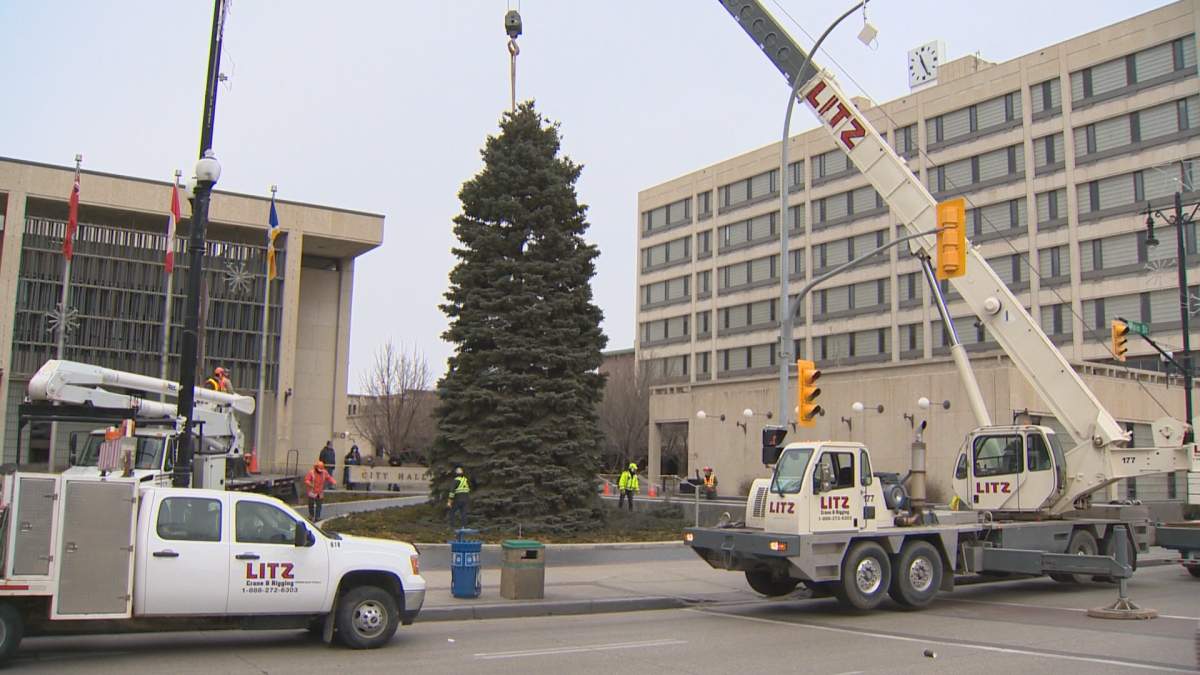 The Christmas tree is placed in front of Winnipeg City Hall on Sunday, Nov. 9, 2014.
