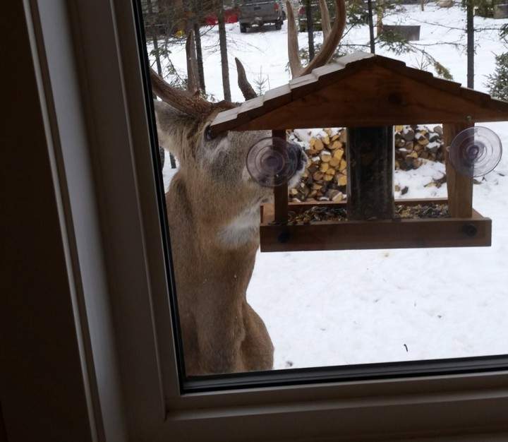 Dec. 16: This Your Saskatchewan picture was taken by Carleen Antonenko, who snapped this photo from her bedroom of a deer standing on its back feet eating bird food at Candle Lake.