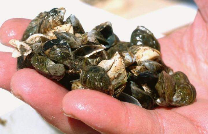 Saskatchewan says it continues its fight to prevent zebra and quagga mussels from entering the province.