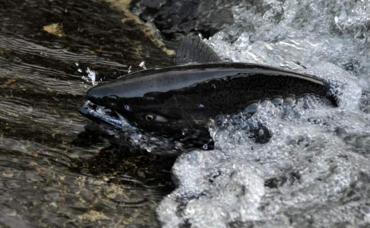 UBC scientist says chinook salmon may be wiped out - image