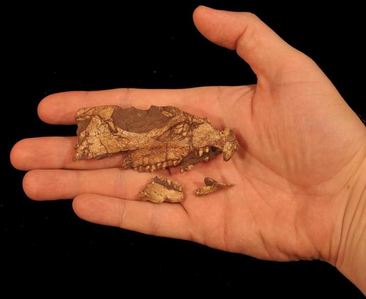 The fossil skull of Aquilops americanus.