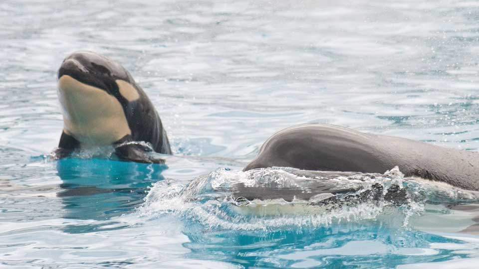 Baby killer whale born at SeaWorld