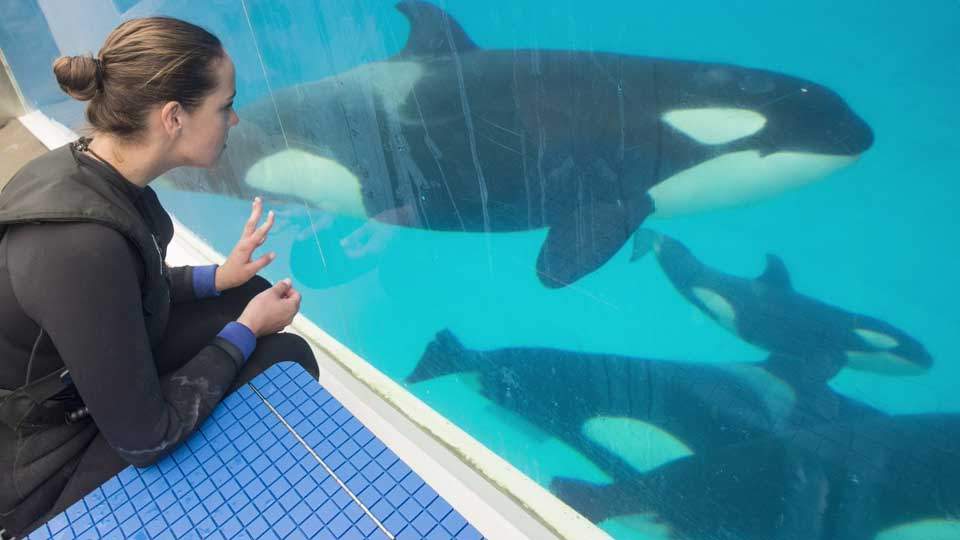 Baby killer whale born at SeaWorld