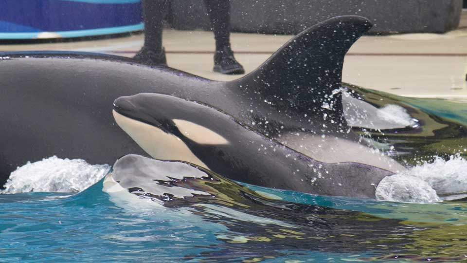 Baby killer whale born at SeaWorld