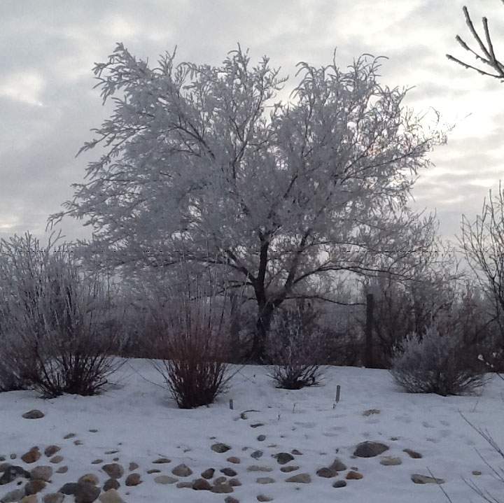 This photo was taken by Joan Neufeldt on Dec.21, 2014.