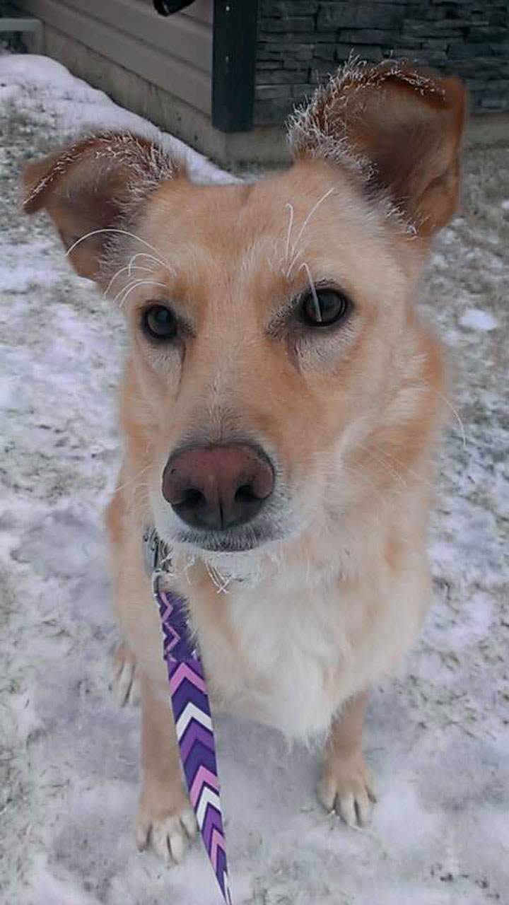 This photo of a frosty dog after a walk was submitted by Kristi Hofer.