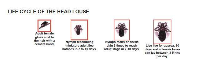 Selfies and super lice make a lousy combination - image