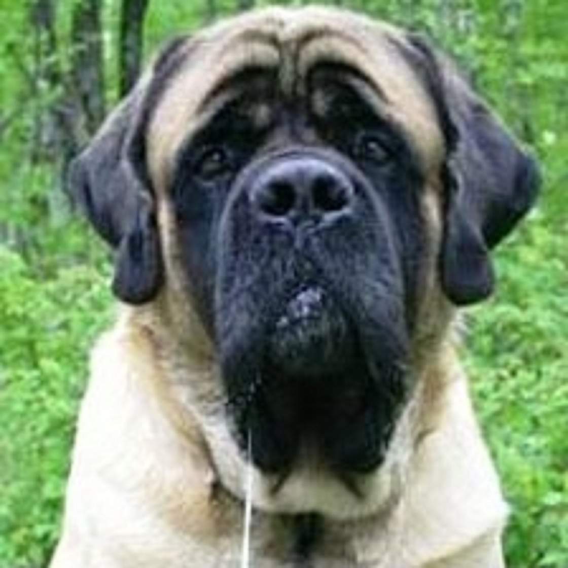 Manitoba community warning dog owners after series of stolen pets - image