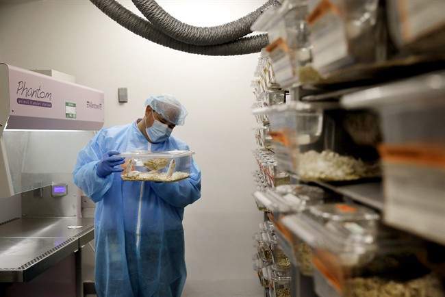 A medical researcher handling a plastic cage containing mice in a lab in Baltimore. Sept. 19, 2014.