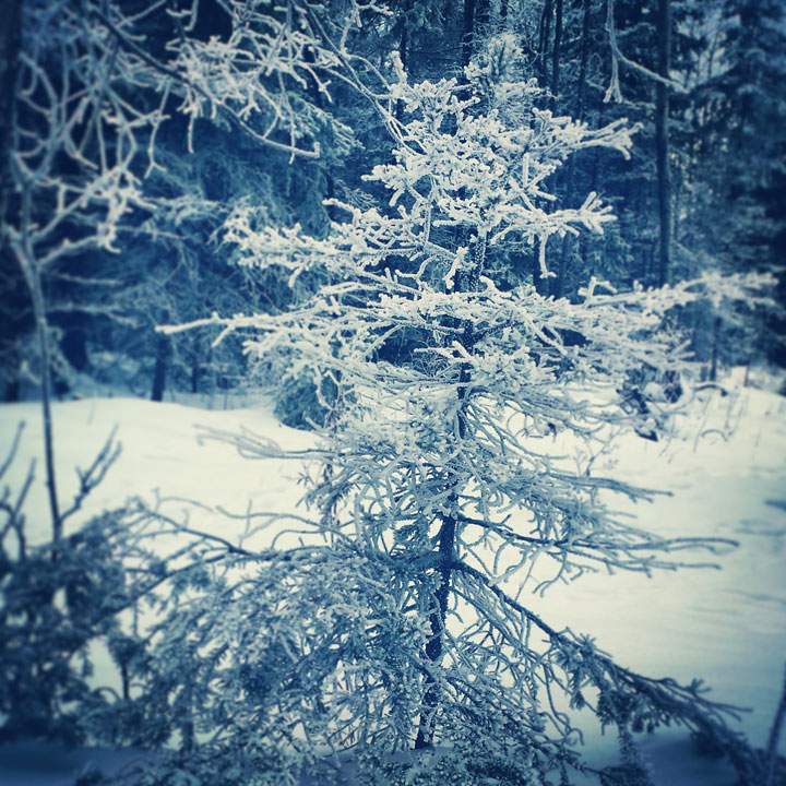 This photo of hoar frost north of Emma Lake was sent in by Melissa Schneider.