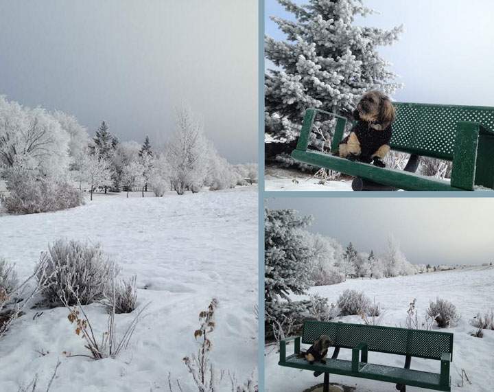 This photo of hoar frost was sent in by Michelle Brons.