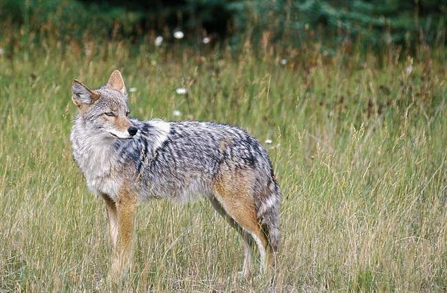 Coyote warning signs posted in Saskatoon after several sightings reported - image