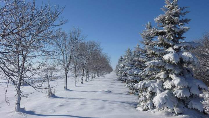 Nov 25: The first snowfall of the 2014-15 season. Cheryl Hare snapped this photo near Rosetown.