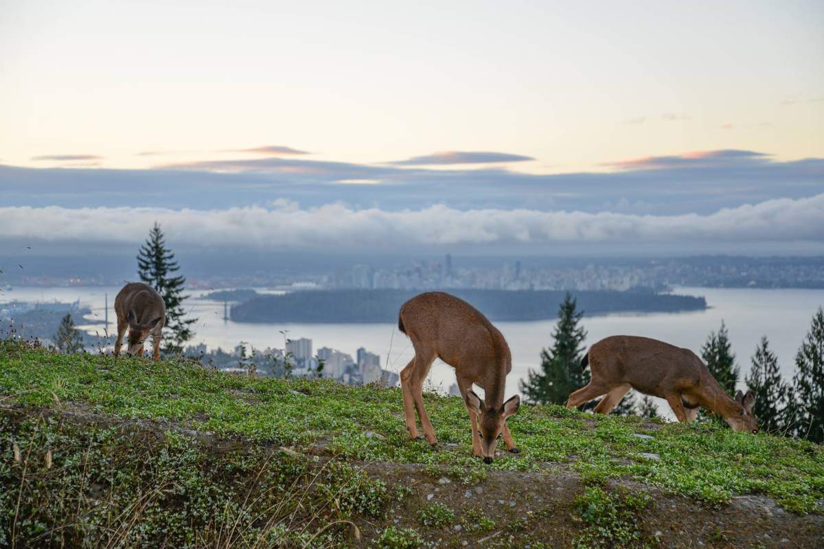 Best B.C. Weather Window Photos of 2014 - image