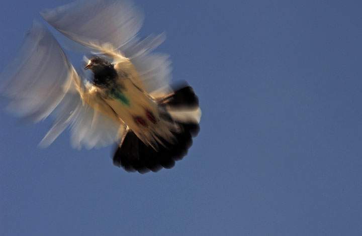 A pigeon is pictured as it flies from a coop on October 24, 2010. 