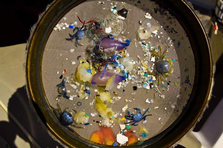 A sample of plastics found in the south Atlantic gyre. Note the crabs.