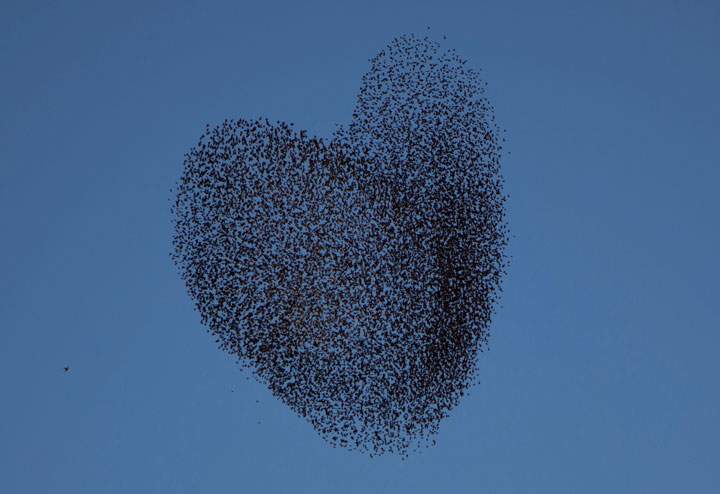 A flock of migrating starlings is seen as they perform their traditional dance fly before landing near the southern Israeli village of Tidhar on February 12, 2014.