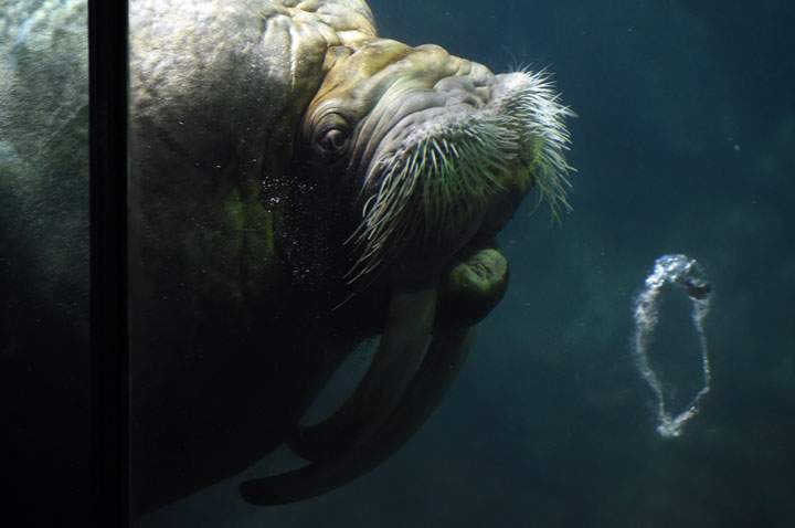 A male-walrus blows a bubble ring during a performance show at the Yokohama Hakkeijima Sea Paradise aquarium in Yokohama on September 7, 2014.