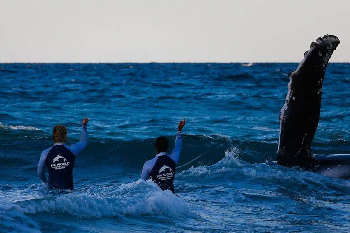 Sea World marine rescue workers try to rescue a humpback whale beached at Palm Beach on Queensland’s Gold Coast on July 9, 2014.