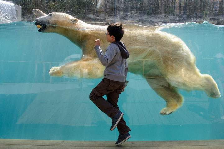 A child looks at a polar bear during at Mulhouse Zoo on April 2, 2014.