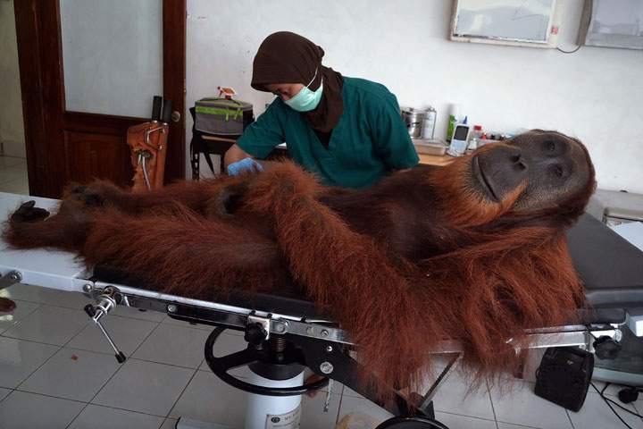 In this photograph taken on April 16, 2014, a veterinary staff member of the Sumatran Orangutan Conservation Programme Center conducts medical examinations on a 14-year-old male orangutan.