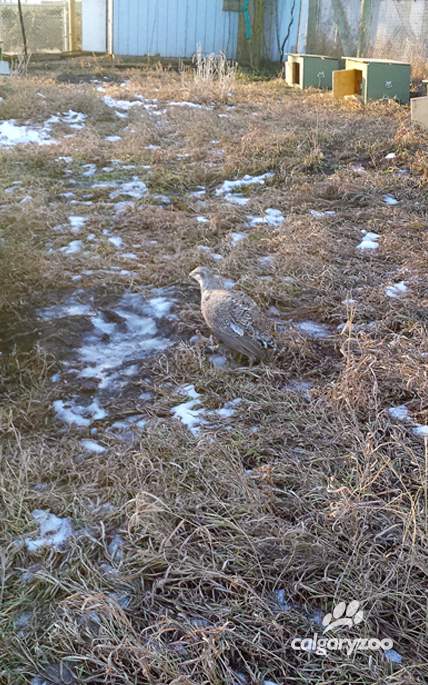 Calgary Zoo takes important step towards saving one of Canada's most endangered birds.