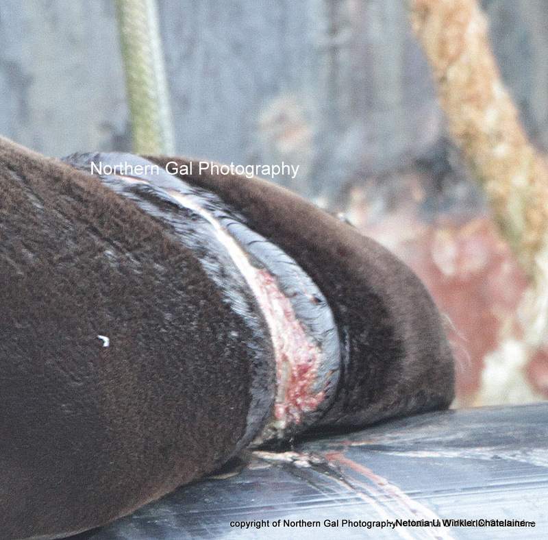 A Fanny Bay resident says an entangled sea lion is in rough shape and needs urgent rescue. 