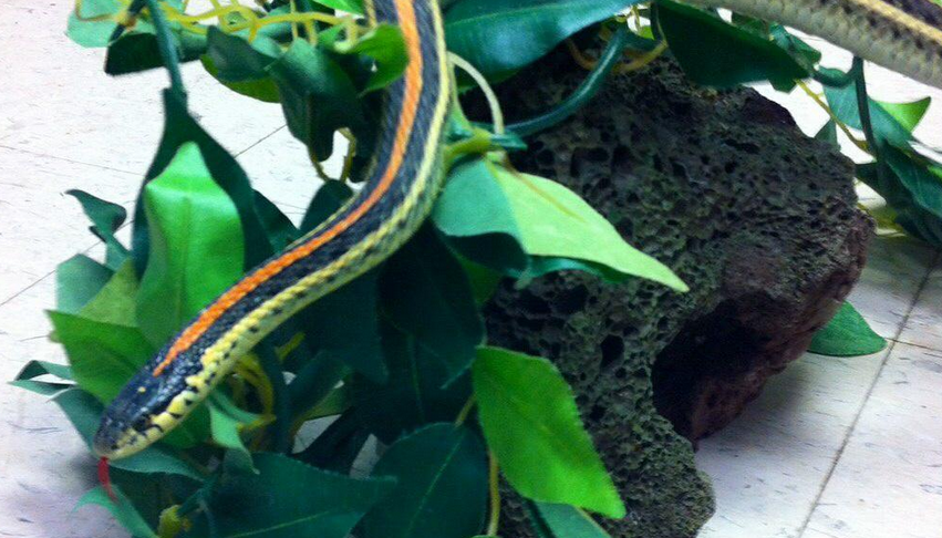 Saskatoon police released an image of the snake involved in the incident Monday evening.