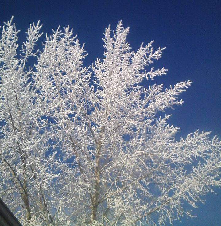 This photo of hoar frost in Leask, Sask. was sent in by Theresa Letendre.