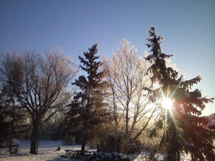 This is a photo of Theresa Letendre’s yard in Leask, Sask.