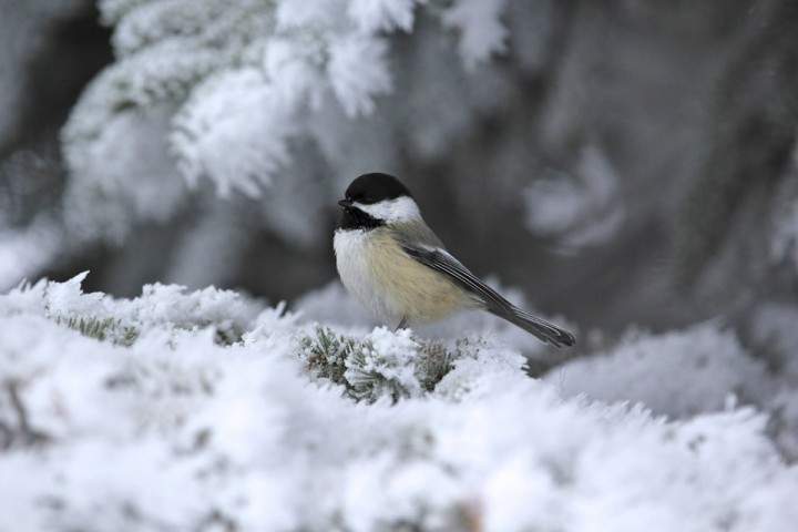 Jan. 6: This Your Saskatchewan photo was taken by Melanie Gray near Humboldt.