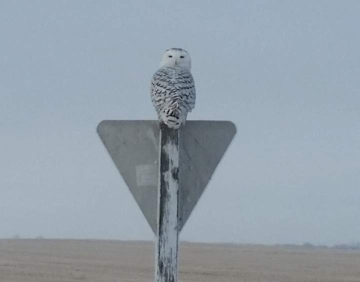 Jan. 21: This Your Saskatchewan photo of a snowy owl was taken by Chance D. in the RM of Blucher.