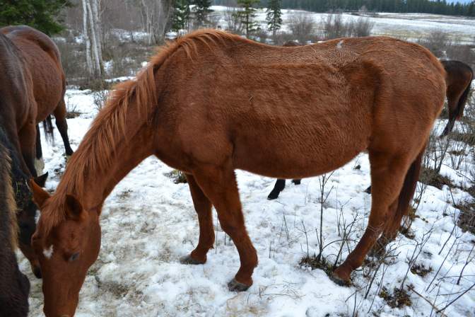 Longest jail sentence related to animal cruelty handed down in B.C. court - image