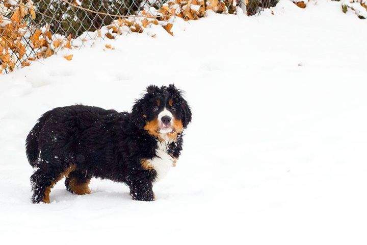 Bernese mountain dog Levon missing WestJet