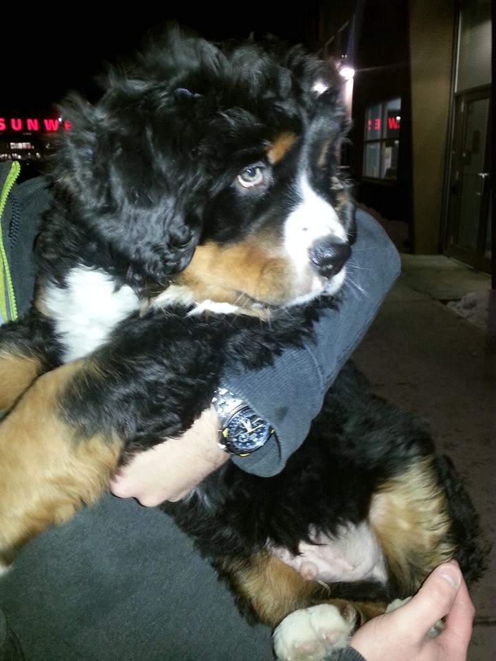 Bernese mountain dog Levon missing WestJet