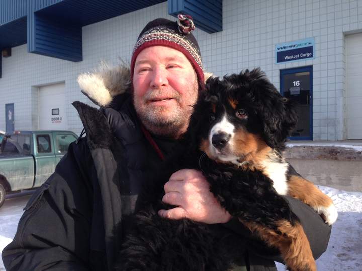 Lost dog Bernese mountain Bill Friday