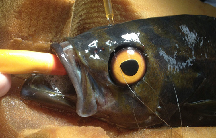 The fish in question, with prosthetic eye attached.