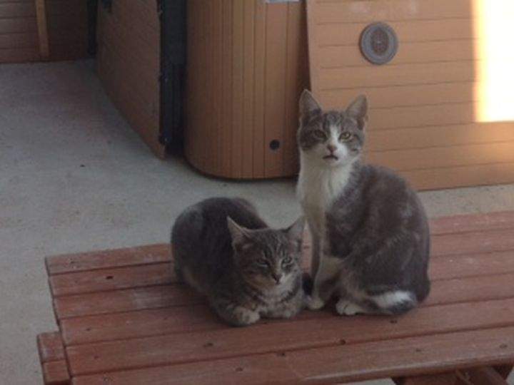 Stolen cats sylvan lake
