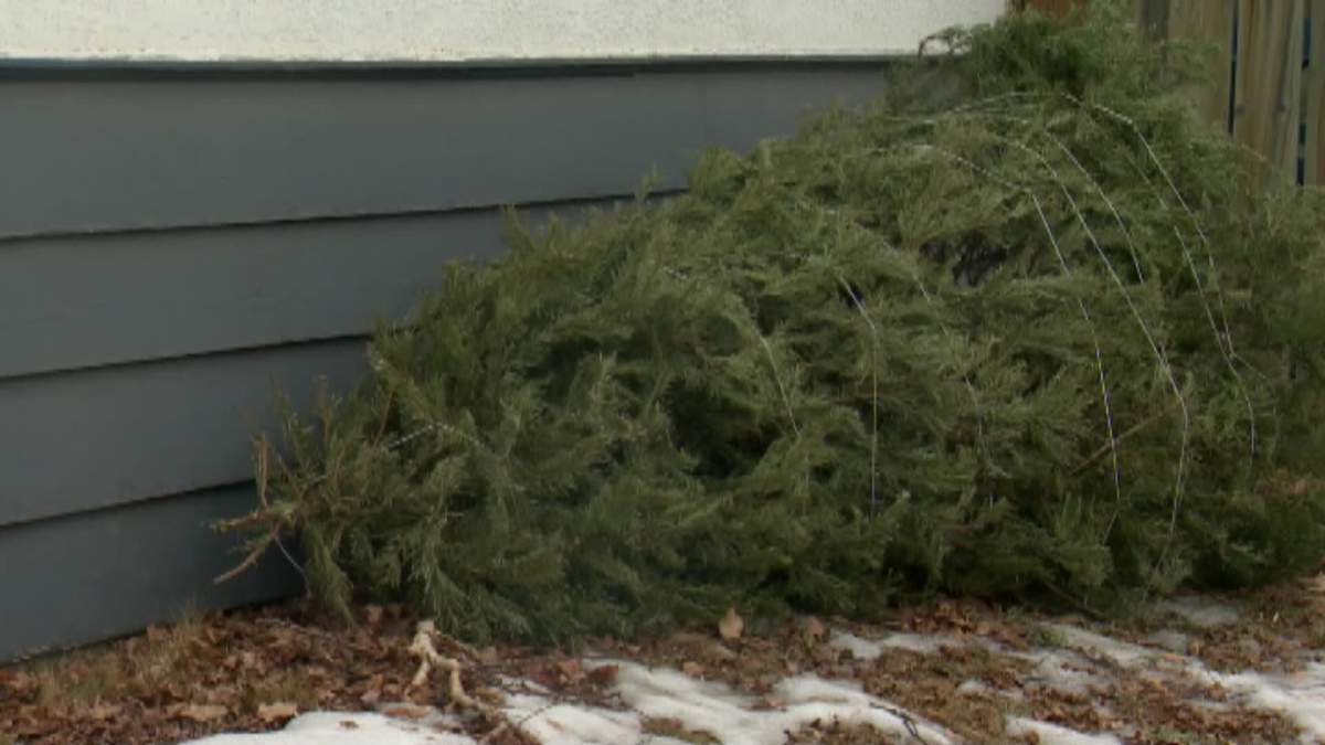 The city begins its annual Christmas trees recycling program Saturday.