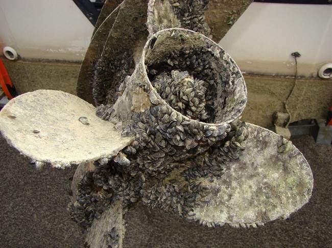 Snowbirds threaten to bring home invasive species - image